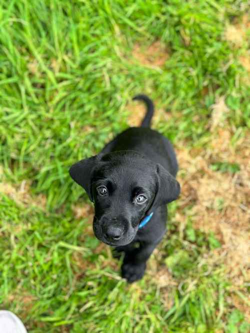 KC Black Lab Boy - Ready Now for his new home for sale in Gaerwen, Isle of Anglesey