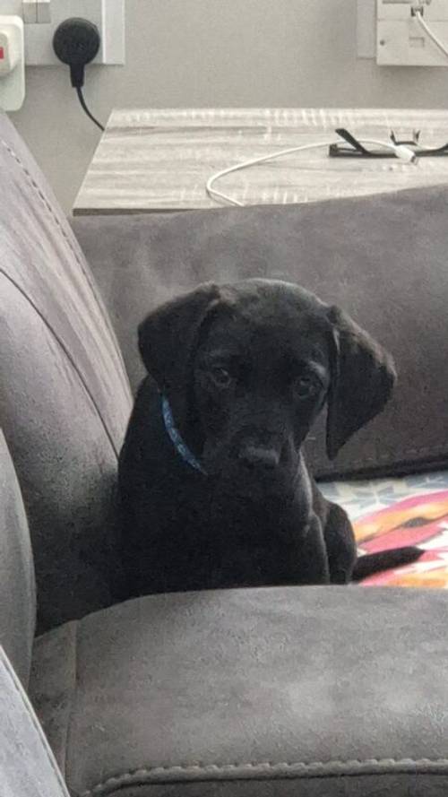 KC Black Lab Boy - Ready Now for his new home for sale in Gaerwen, Isle of Anglesey - Image 3