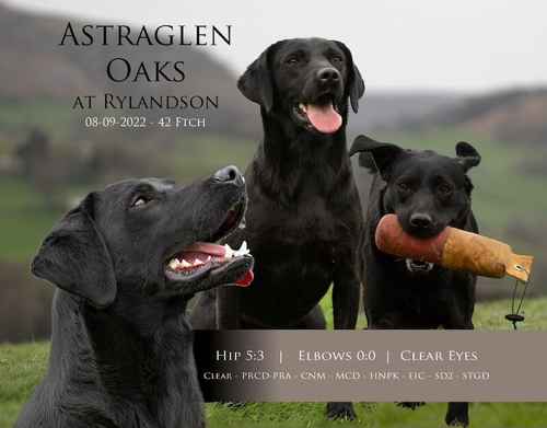 KC Black Lab Stud Astraglen - Fully Health Tested for sale in Llangollen, Denbighshire