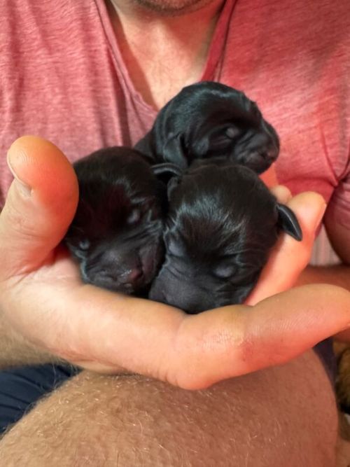 KC Black Labrador for sale in Lancashire