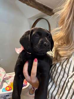 KC Black Labrador for sale in Lancashire | Image 2