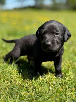 KC Black Labrador for sale in Lancashire | Image 3