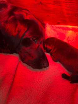 KC Black Labrador for sale in Lancashire | Image 4