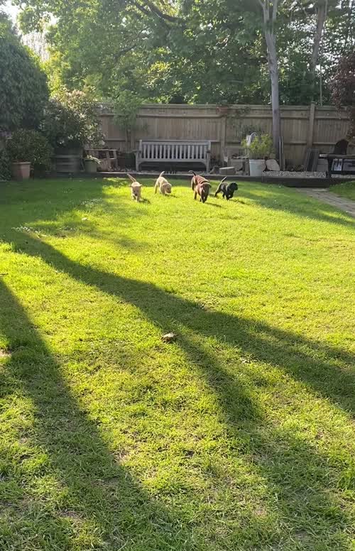 KC Black Labrador puppies for sale in Heathfield, East Sussex