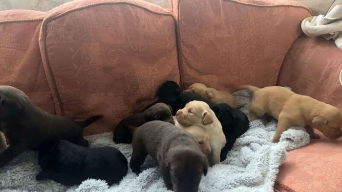 Labrador Retriever puppies for sale in London – 7 weeks old