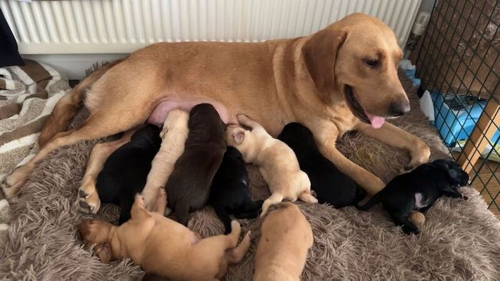 Labrador Retriever puppies for sale in London โ 3 weeks old - Image 12 of 15