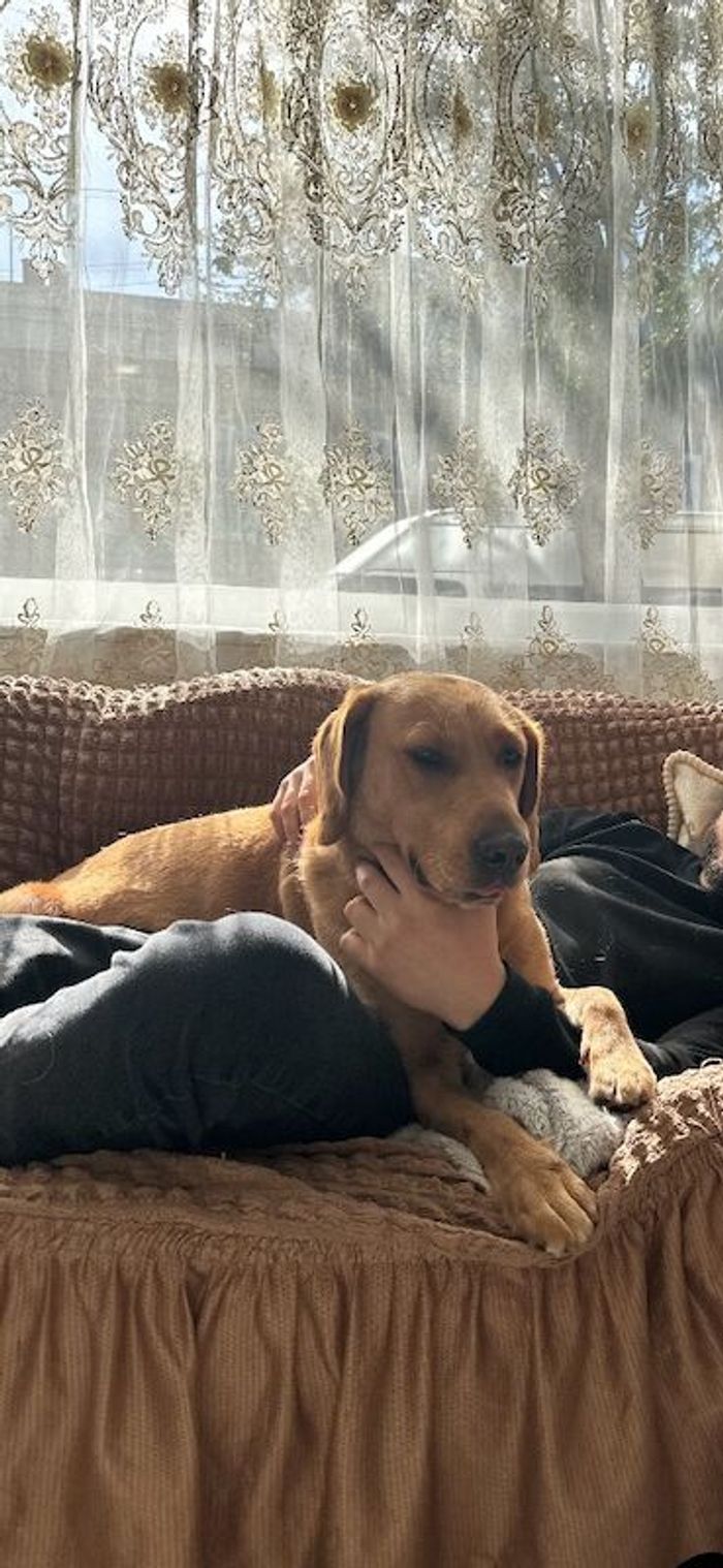 Labrador Retriever puppies for sale in London โ 3 weeks old - Image 15 of 15