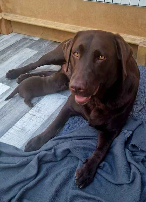 KC Chocolate labrador puppies for sale in West Rainton, County Durham