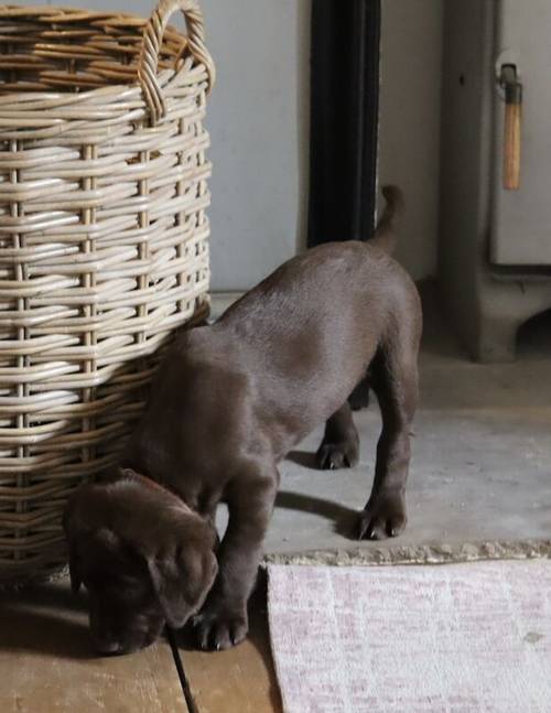 KC Chocolate Labrador Pups **only 1 pup left** for sale in Brampton, Cumbria - Image 5