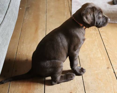 KC Chocolate Labrador Pups **only 1 pup left** for sale in Brampton, Cumbria - Image 6