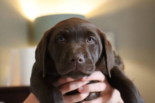 KC Chocolate Labrador Pups **only 1 pup left** for sale in Brampton, Cumbria - Image 7