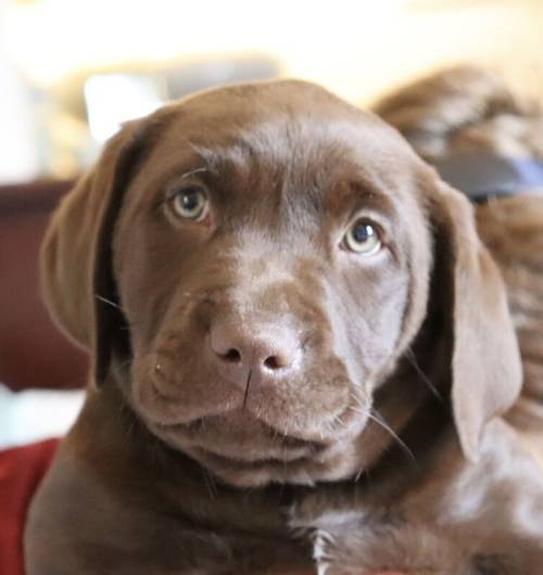 KC Chocolate Labrador Pups **only 1 pup left** for sale in Brampton, Cumbria - Image 8