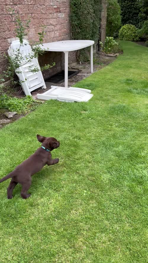 KC Chocolate Labrador Pups **only 1 pup left** for sale in Brampton, Cumbria