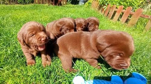Kc Chocolate Labradors Puppies for sale in Kelty, Fife - Image 1