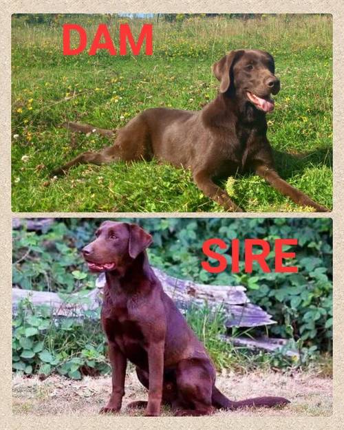 Kc Chocolate Labradors Puppies for sale in Kelty, Fife - Image 2