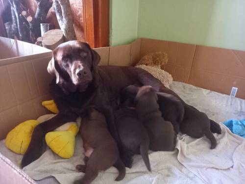 Kc Chocolate Labradors Puppies for sale in Kelty, Fife - Image 3