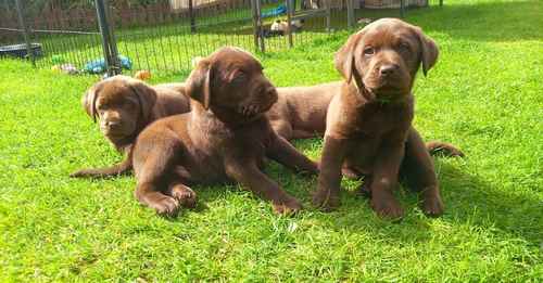 Kc Chocolate Labradors Puppies for sale in Kelty, Fife