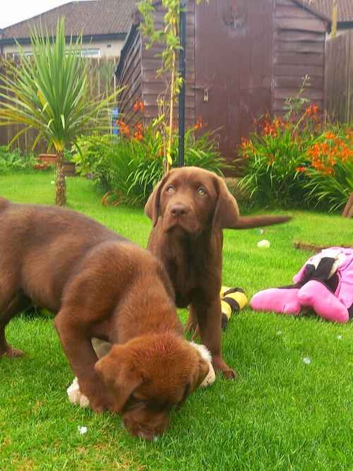 Kc Chocolate Labradors Puppies for sale in Kelty, Fife