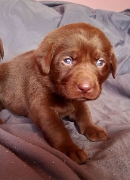 KC Chocolate Labradors Puppies for sale in Kelty, Fife