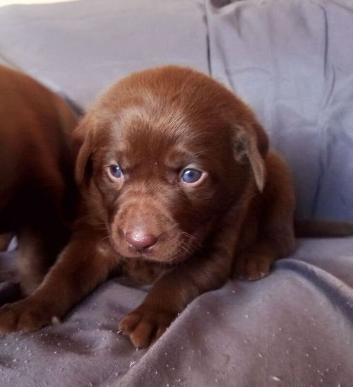 KC Chocolate Labradors Puppies for sale in Kelty, Fife