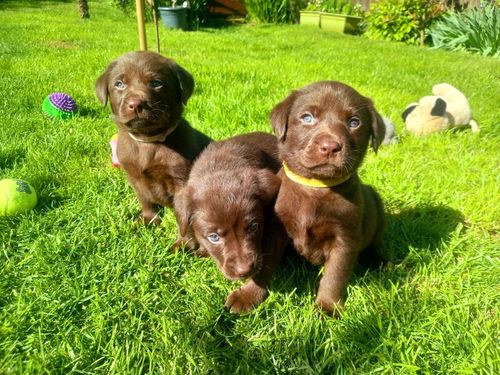 KC Chocolate Labradors Puppies for sale in Kelty, Fife