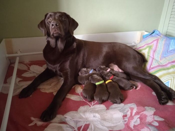 Labrador Retriever puppies for sale in Kelty, Fife ā KC registered, 1 week old