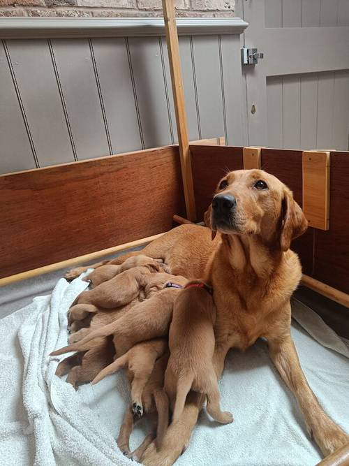 KC Assured Breeder Fox Red Health-Tested Labradors for sale in Worcester, Worcestershire - Image 2