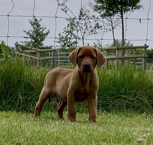 KC Dark Fox Red Labrador Boy Puppy Health Tested for sale in Melton Mowbray, Leicestershire