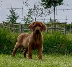 KC Dark Fox Red Labrador Boy Puppy Health Tested for sale in Melton Mowbray, Leicestershire | Image 2