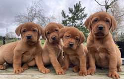 KC Dark Fox Red Labrador Boy Puppy Health Tested for sale in Melton Mowbray, Leicestershire | Image 3