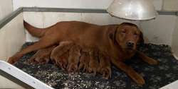 KC Dark Fox Red Labrador Boy Puppy Health Tested for sale in Melton Mowbray, Leicestershire | Image 4