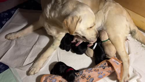 KC, DNA, Fully Tested, Stunning Labrador Puppies for sale in Thorrington, Essex