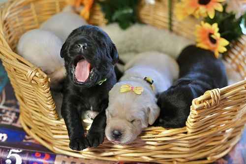 1 LEFT KC, DNA, Fully Tested, Stunning Labrador Puppies for sale in Thorrington, Essex
