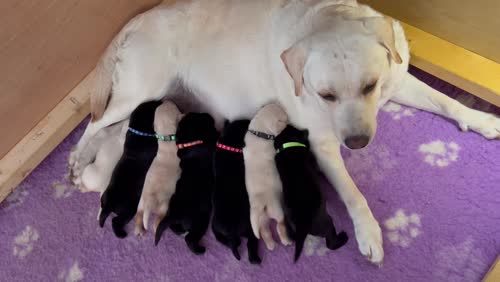 KC, DNA, Fully Tested, Stunning Labrador Puppies for sale in Thorrington, Essex