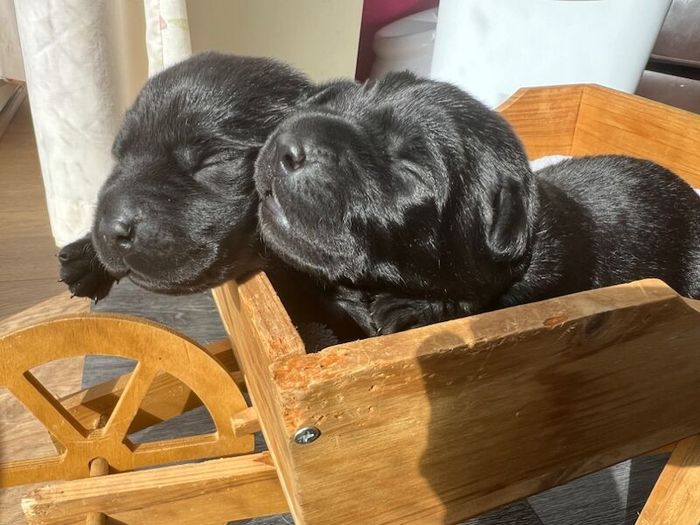 Labrador Retriever puppies for sale in Thorrington, Essex – KC registered, 1 week old