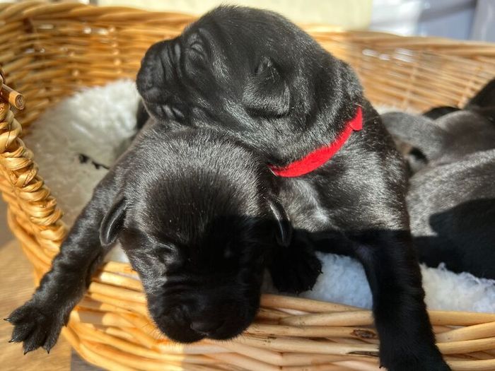 Labrador Retriever puppies for sale in Thorrington, Essex – KC registered, 1 week old - Image 5 of 10