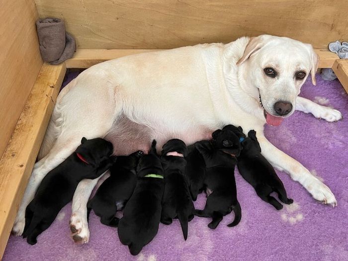 Labrador Retriever puppies for sale in Thorrington, Essex – KC registered, 1 week old - Image 8 of 10