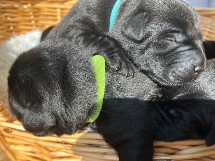 Labrador Retriever puppies for sale in Thorrington, Essex – KC registered, 1 week old - Image 9 of 10