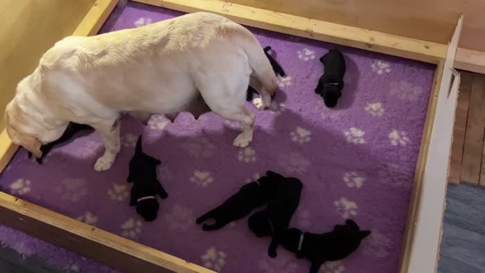 Labrador Retriever puppies for sale in Thorrington, Essex – KC registered, 1 week old
