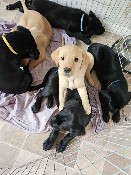 Kc family Labrador puppies ready 11th May 2024 for their new homes (2 puppies available) for sale in CW12 4BN