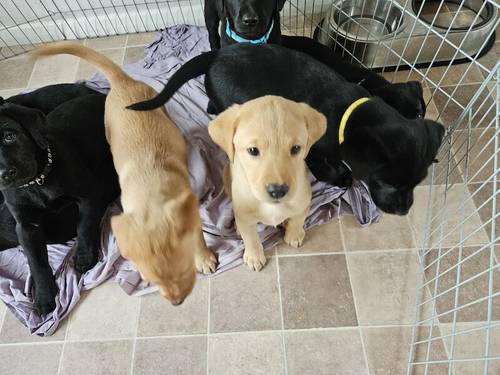 Kc family Labrador puppies ready 11th May 2024 for their new homes (2 puppies available) for sale in CW12 4BN - Image 3