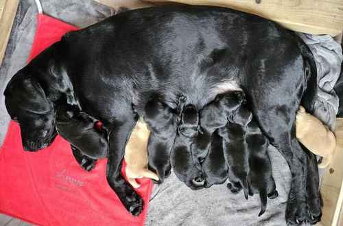 Kc family Labrador puppies ready 12th May 2024 for their new homes (2 puppies available) for sale in CW12 4BN