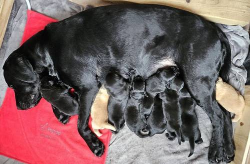 Kc family Labrador puppies ready 12th May 2024 for their new homes (2 puppies available) for sale in CW12 4BN - Image 1