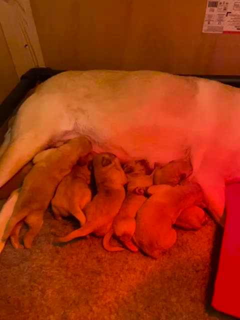 Red lab puppies for sale near me 2025