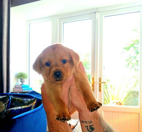 KC Fox Red Labrador puppies for sale in Barnsley, South Yorkshire - Image 2