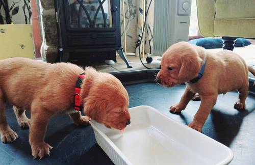 KC Fox Red Labrador puppies for sale in Barnsley, South Yorkshire - Image 3