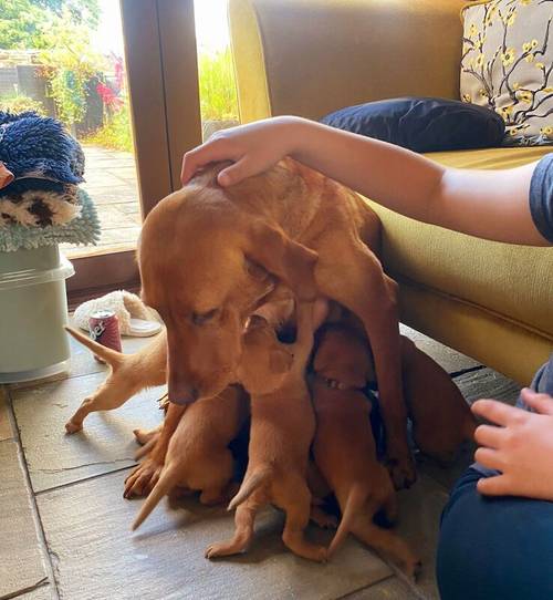 KC Fox Red Labrador puppies for sale in Barnsley, South Yorkshire - Image 4