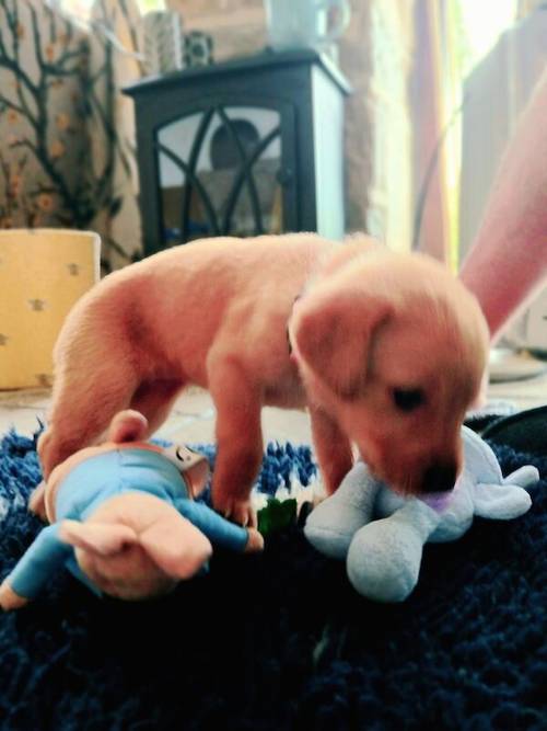 KC Fox Red Labrador puppies for sale in Barnsley, South Yorkshire - Image 5