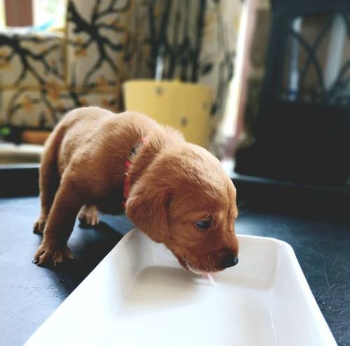 KC Fox Red Labrador puppies for sale in Barnsley, South Yorkshire - Image 8