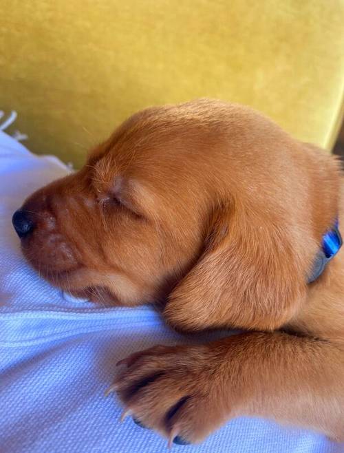 KC Fox Red Labrador puppies for sale in Barnsley, South Yorkshire - Image 6